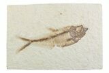 Detailed Fossil Fish (Diplomystus) - Wyoming #369477-1